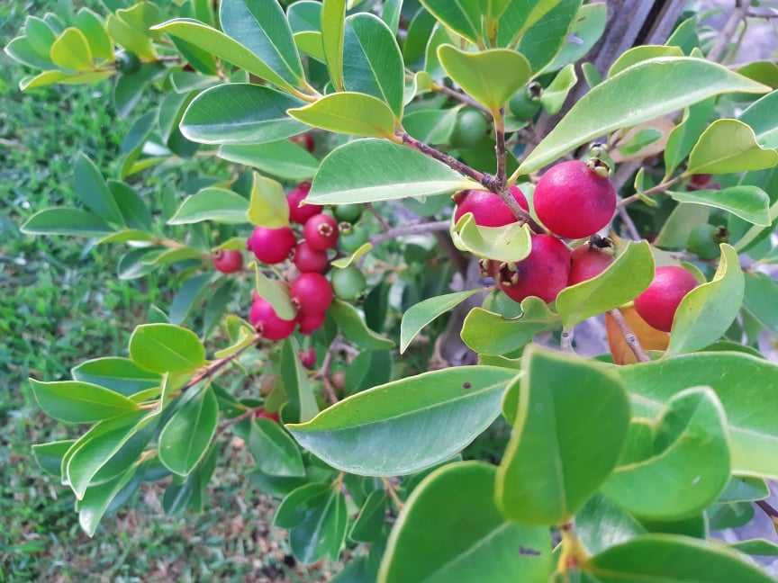 Araça Vermelho - Psidium Cattleianum Var. Vermelho