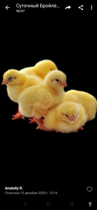 Бройлер суточний
