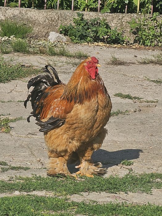 Kogut brahma duzy