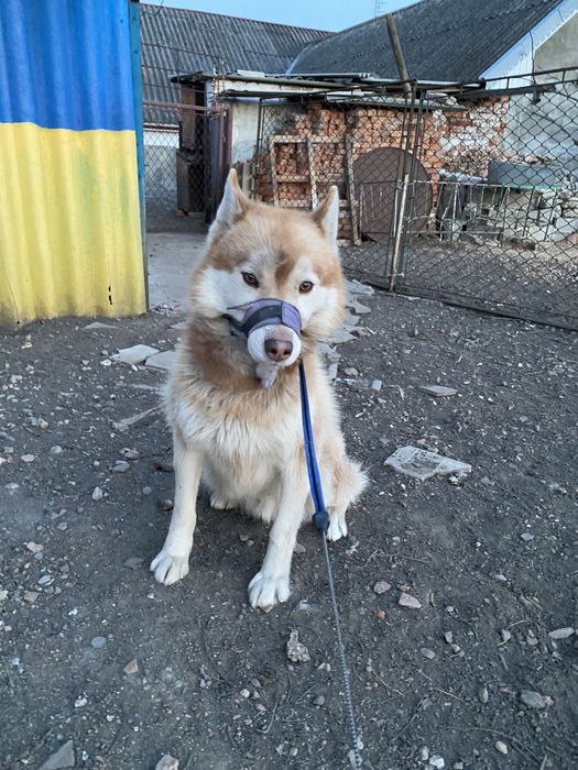 Собака Хаски