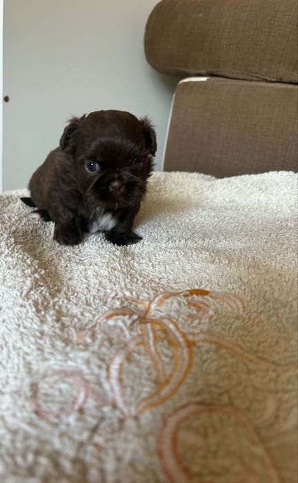Shih tzu.