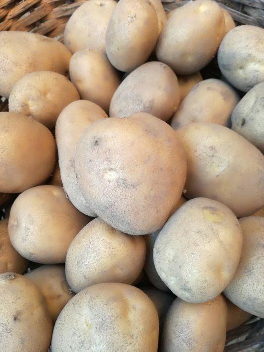 Ziemniaki jadalne Jurek