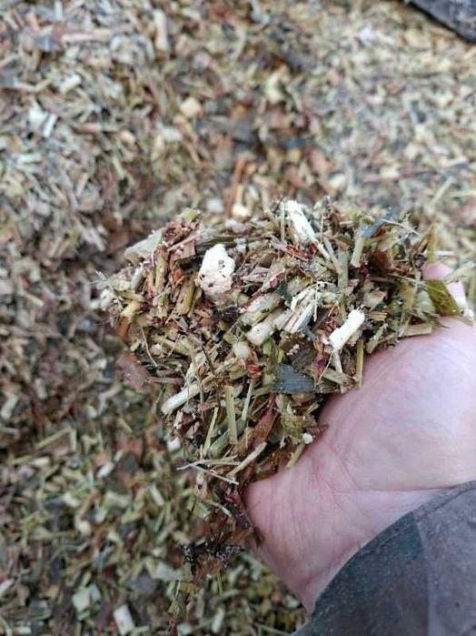 Kiszonka z sorgo