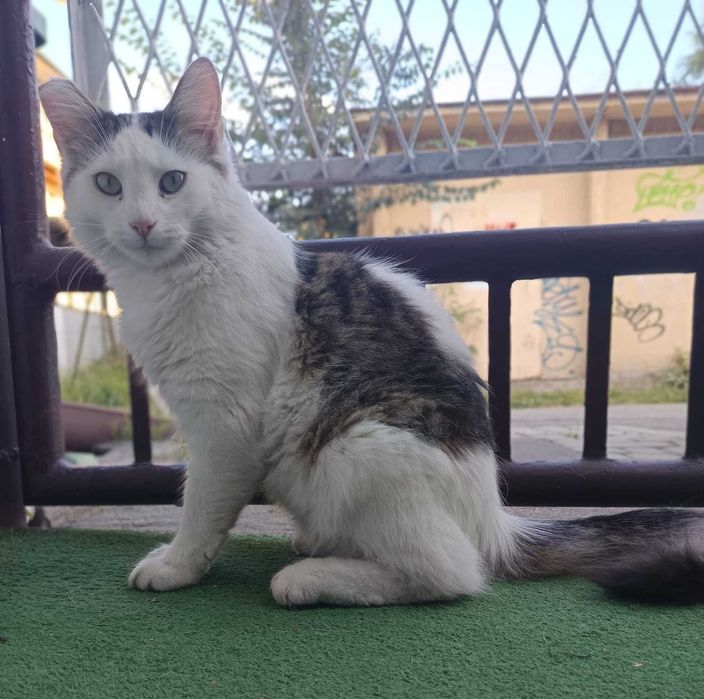 Chłopaki do wzięcia - Czipi i Pipi