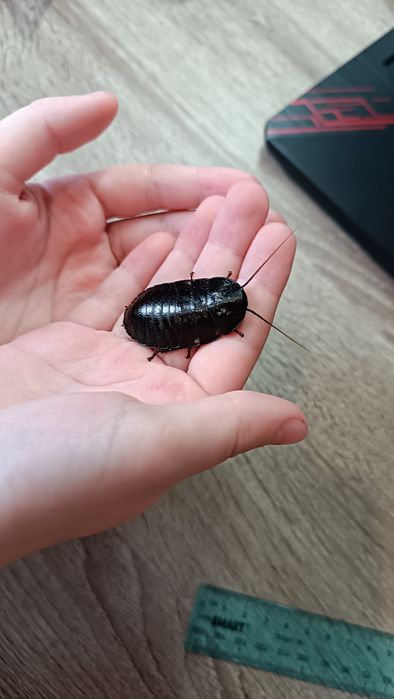 Мадагаскарські шиплячі таргани (таракани)