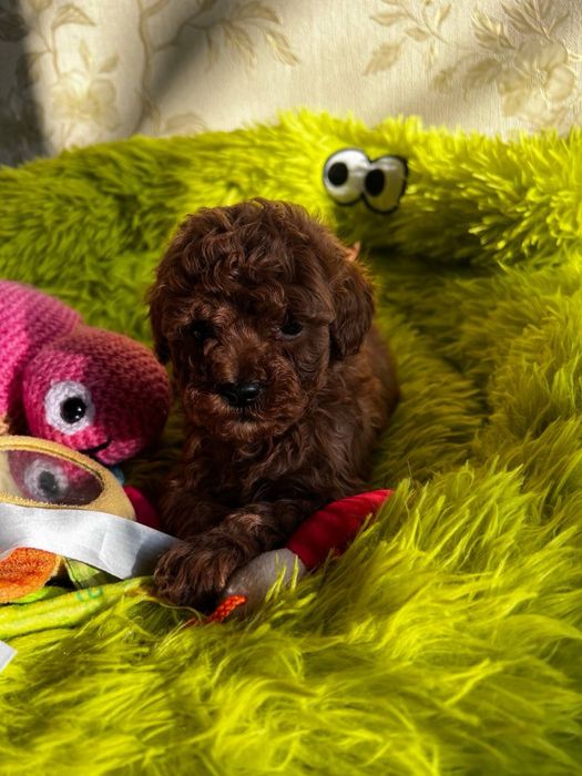 Пудель та Мальтипу ф2 хлопчики та дівчата