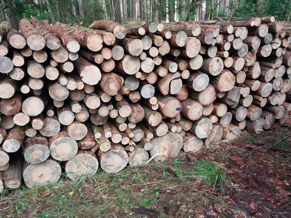 Drewno Opalowe sosnowe I kominkowe. Brzoza, buk.