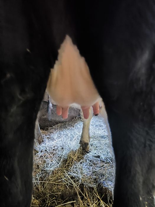 Продам Тільних телиць