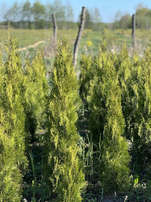 Продам тую Смарагд ,100-140 ,добре розвинена коренева система Шацьк