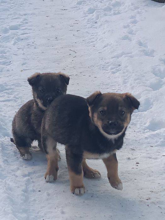 Віддам щенят у хороші руки. Веселі, активні, здорові