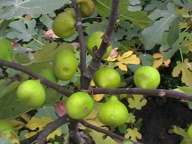 Інжир. Розпродаж саджанців.