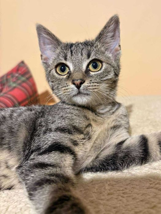 Kocurek - kociątko Rocky