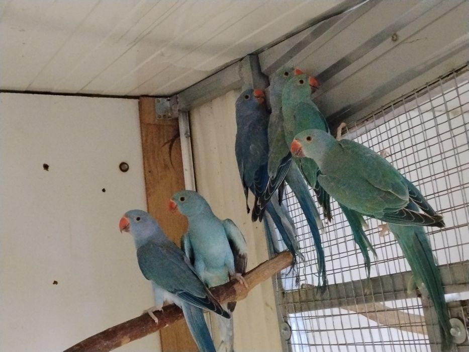 Ring Necks sexados