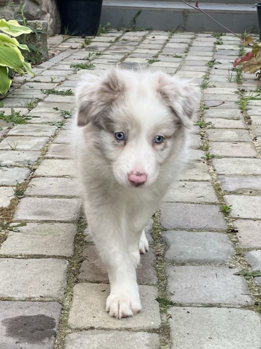 Border collie sunia lilak merle gotowa do odbioru