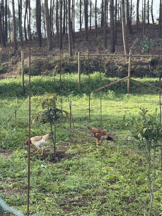 Pintos Indios Gigantes