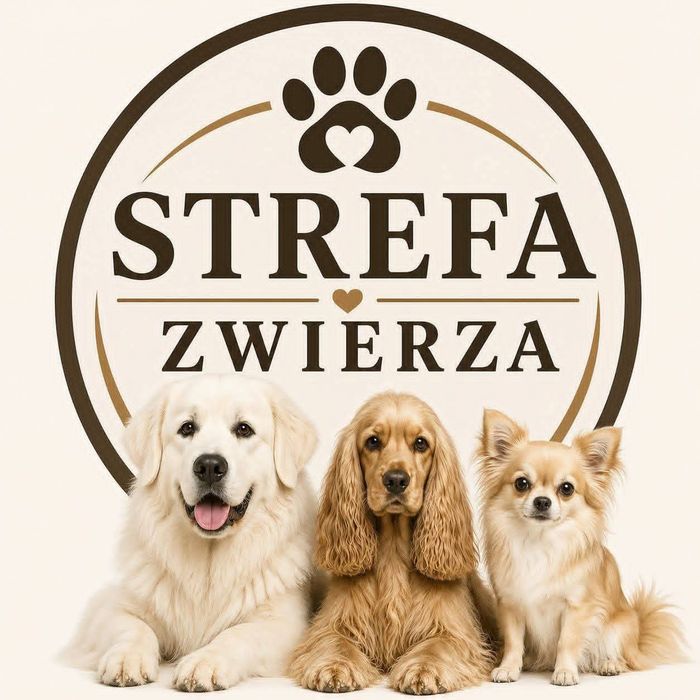 Piękne szczenięta shih tzu zapowiedź miotu
