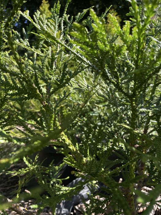 Туєвик долотоподібний, імператорське дерево