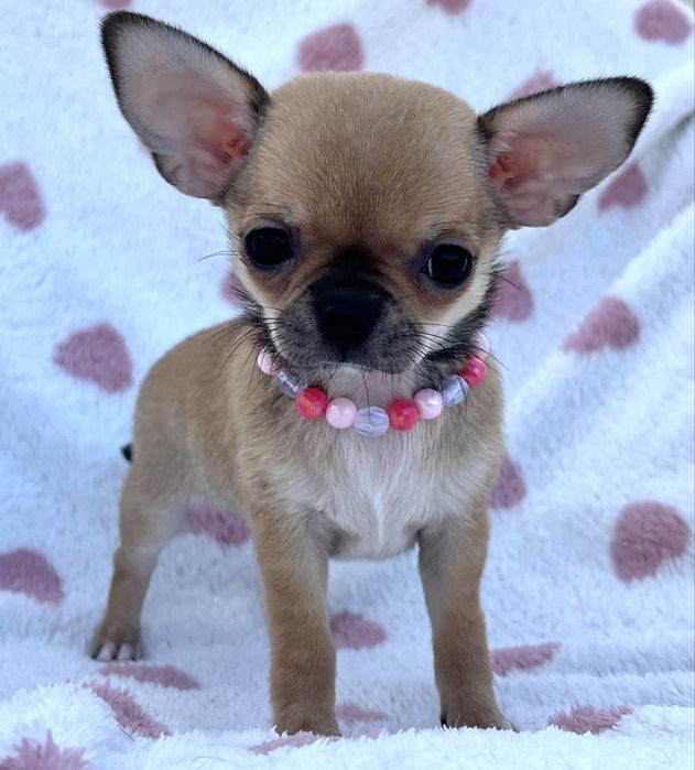 Chihuahua femea Pelo Curto
