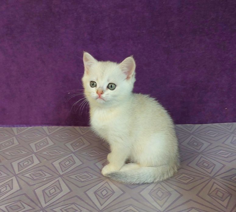 Срібна шиншилла котики