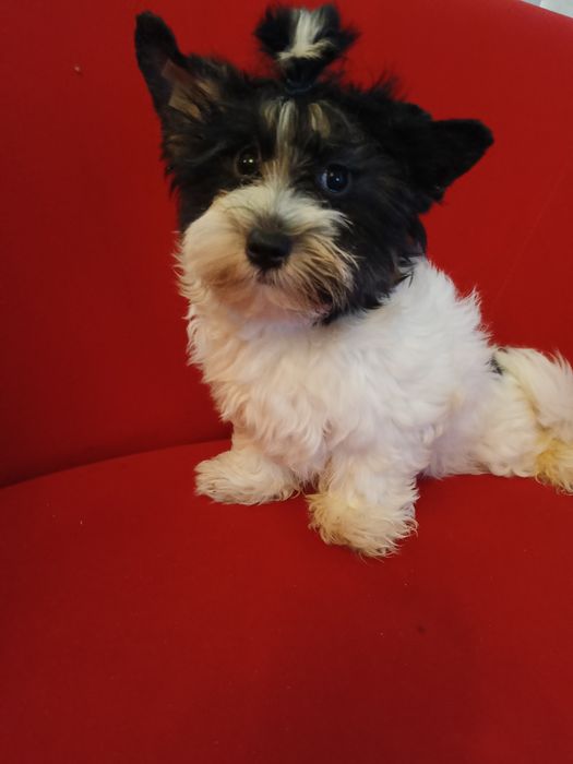 Samiec Yorkshire terrier biewer/ocean Pearl