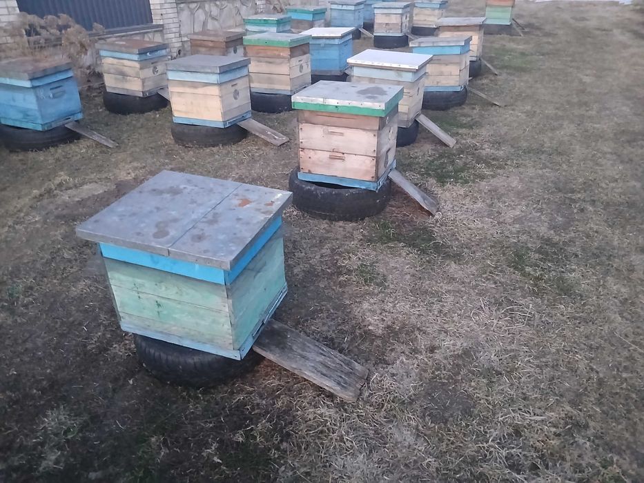 Продам пчелосемьй
