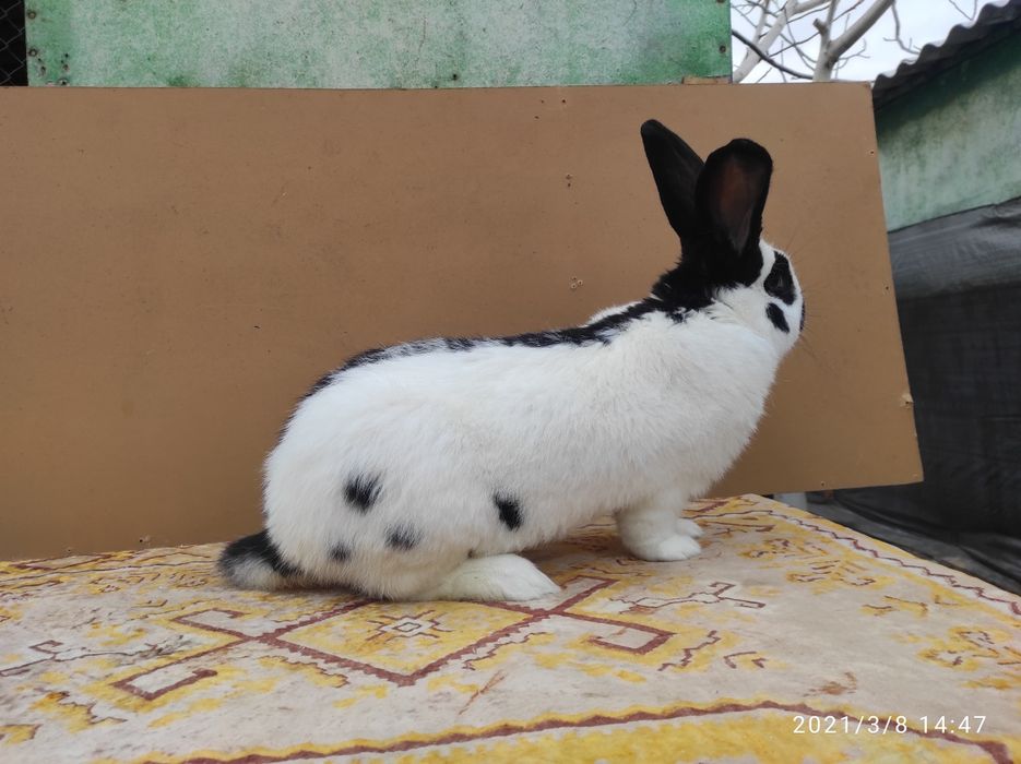 Німецький строкатий велетень (строкач)