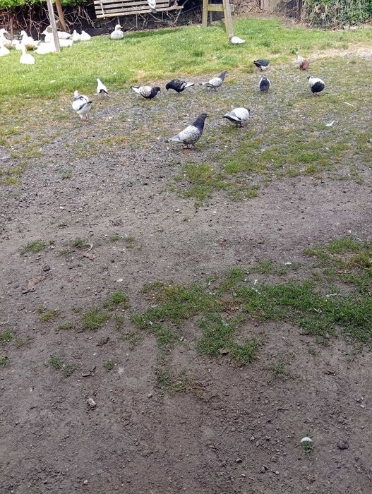 Sprzedam Gołebie Ozdobne