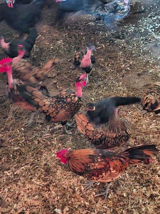 Gansos patos galinhas garnizas