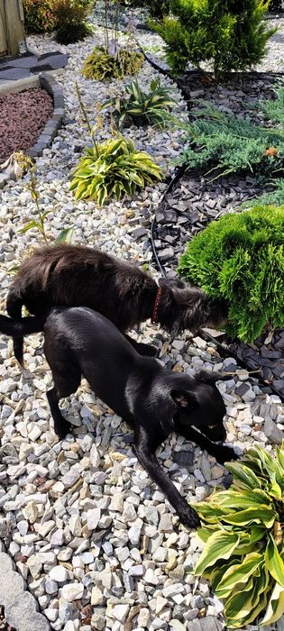 Oddam suczkę w dobre ręce za darmo