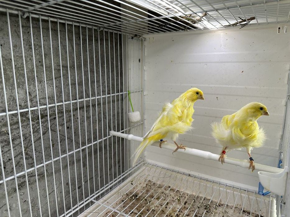 Canários mosaicos amarelos, Glosters, frisados do Norte, para venda