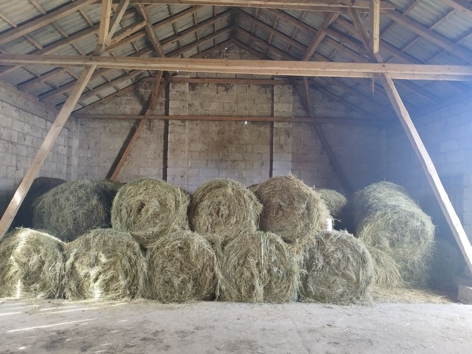 Sprzedam suche siano.