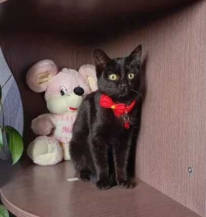 Черная кошечка, девочка, 5 мес.