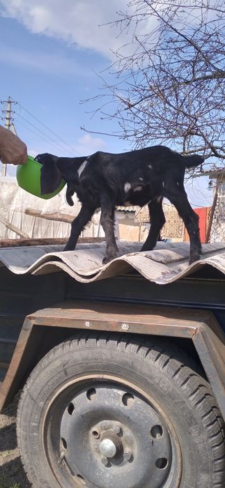 Продам козенят коморі нубійської породи