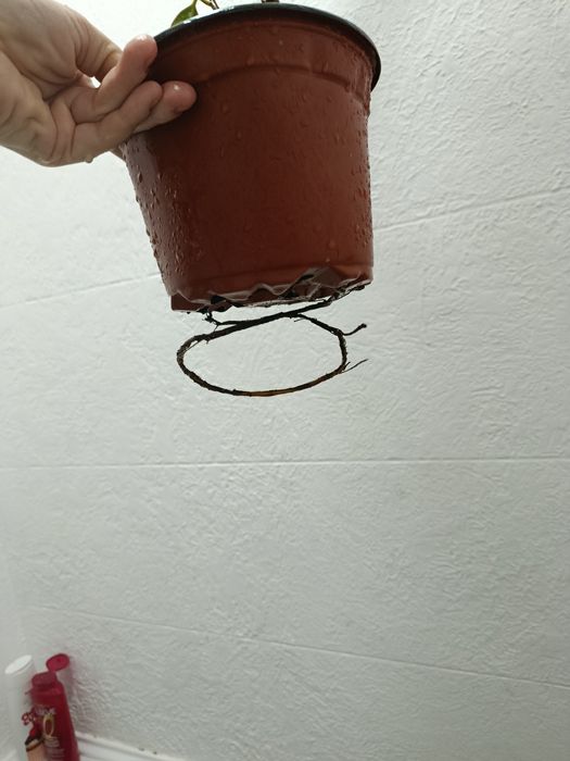 Фікус звичайний дорослий