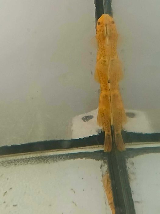 Glonojad czerwony Ancistrus sp red