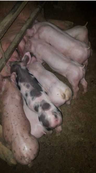 Поросята Свиня Свині