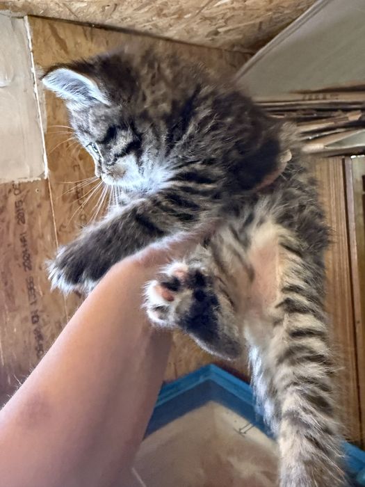 Котенята породисті
