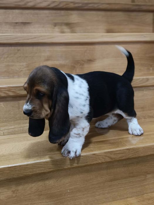 Suczka Basset Hound Z Doliny Prosny