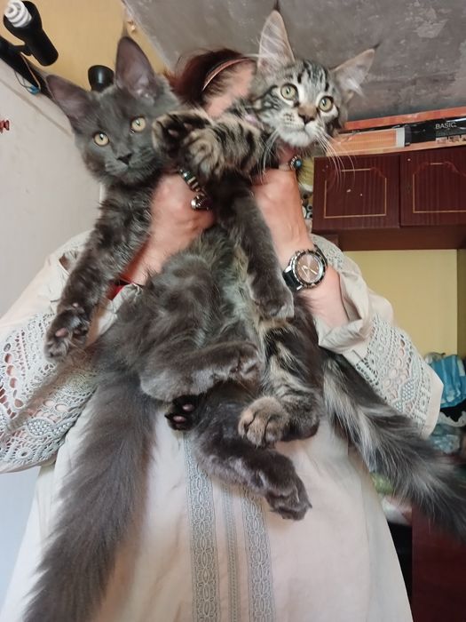 Котята мейн-кунятв из питомника