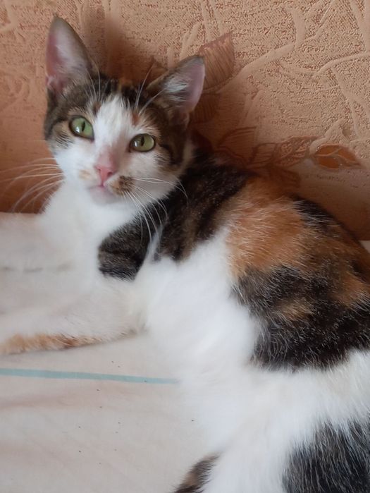 Красуні потрібен дім