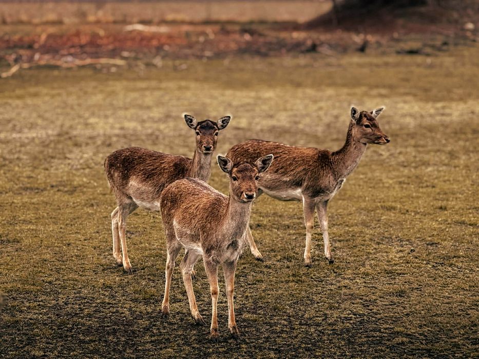 Sprzedam Byki Daniela Łanie Cielaki