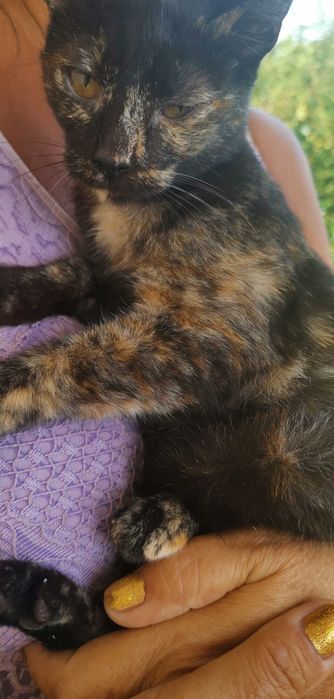 Gatinhos Para adoção