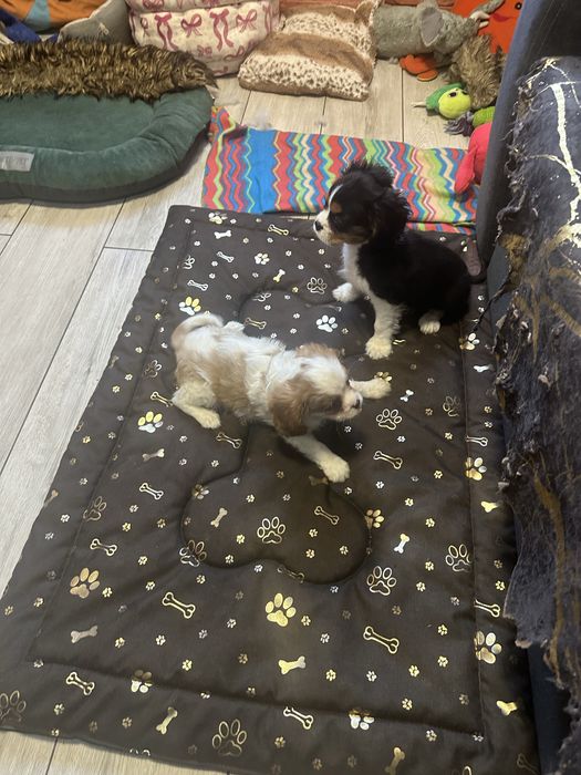 Cavalier king charles spaniel