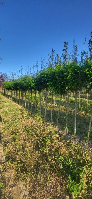 Akacja / Robinia umbraculifera  pa 210-220  i pa 110- 125  obw 10-12 u