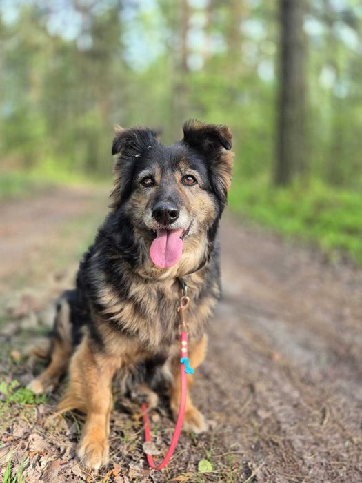 Spokojna starsza suczka do adopcji