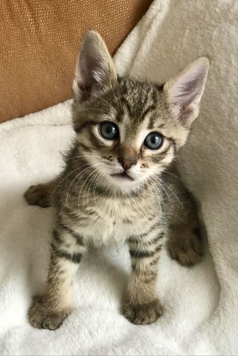 Котенок тигровый 1.5мес котята кошеня серый