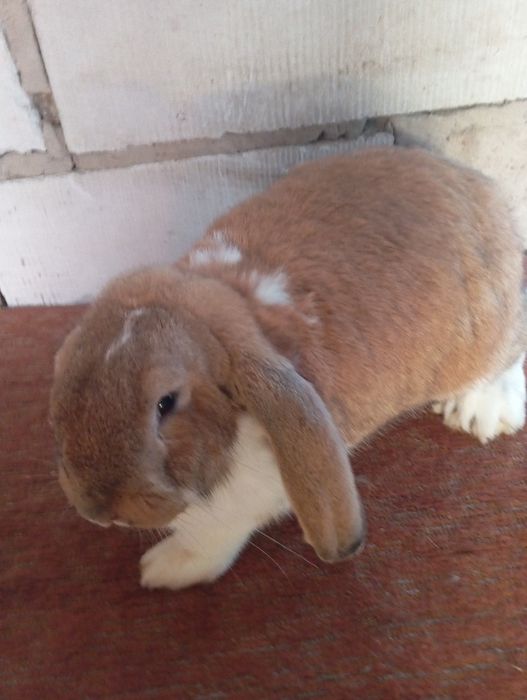 Baran francuski zakocone samice