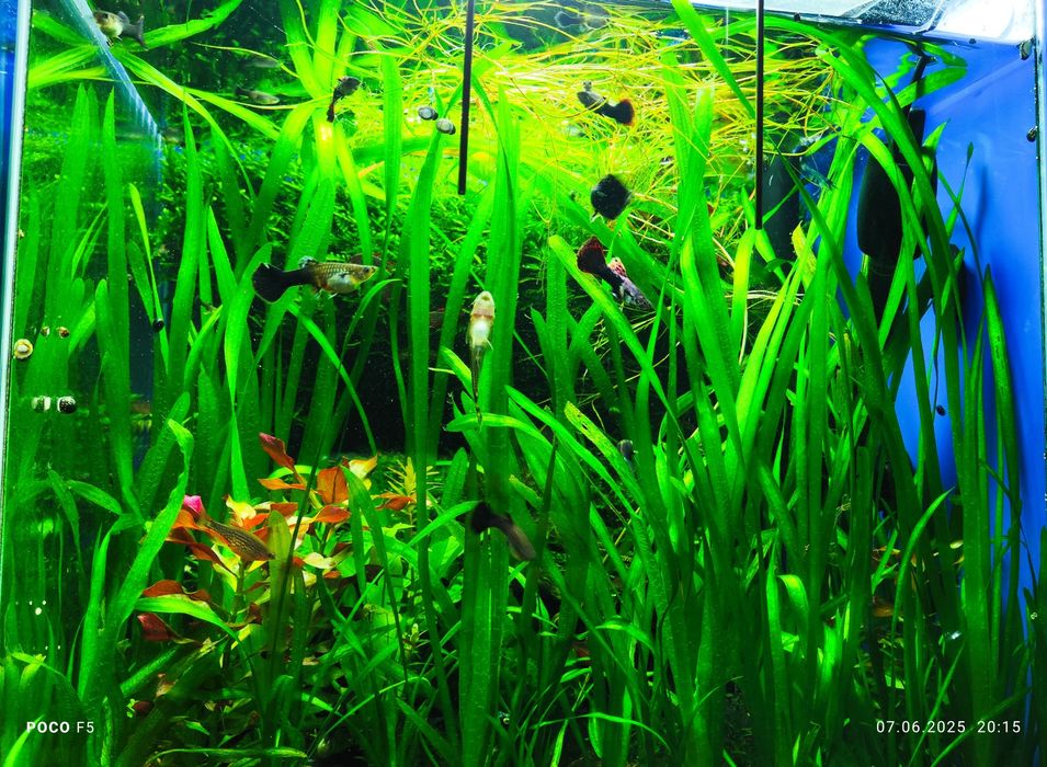 nurzaniec (valisneria)