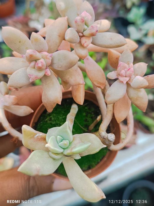 Suculentas de fácil cultivo a 1.50€