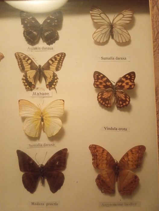 Бабочки в рамке коллекция